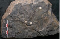 Foto (Detailansicht) von Quercus pachyphylla Ettingshausen (NHMW-GEO-2024-0188-10236b)
